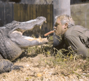 我要是那只鳄鱼，往前移动30公分，  就能有更大的一块肉吃了动物gif搞笑图片