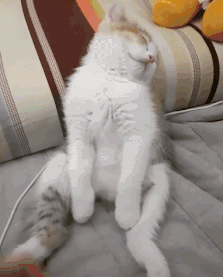 醒醒啊~醒醒啊~动物gif搞笑图片