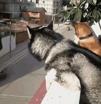 可能疼痛的感觉从脚底传到大脑需要一些时间~动物gif搞笑图片