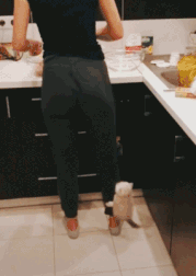 你在做什么好吃的，有没有小鱼干？  我要看我要看~动物gif搞笑图片