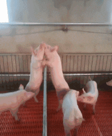 不打不相识，猪兄你是哪个庄的动物gif搞笑图片