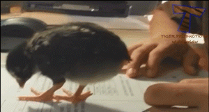 对方拒绝和你说话，并向你拉了一坨翔动物gif搞笑图片