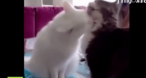 花喵：你身上有它的香水味动物gif搞笑图片