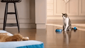 分享一只心机喵动物gif搞笑图片