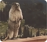 咆哮的土拔鼠3动物gif搞笑图片