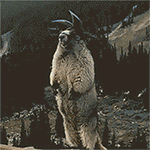 咆哮的土拔鼠5动物gif搞笑图片