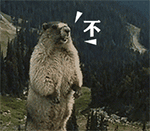 咆哮的土拔鼠6动物gif搞笑图片