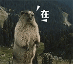 咆哮的土拔鼠7动物gif搞笑图片