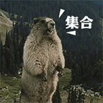 咆哮的土拔鼠9动物gif搞笑图片