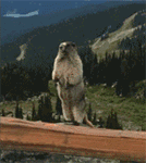 咆哮的土拔鼠10动物gif搞笑图片