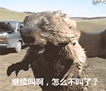 咆哮的土拔鼠11动物gif搞笑图片