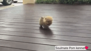 主人，萌萌哒的我来了，给我一个拥抱！动物gif搞笑图片