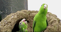 让我们红尘作伴活的潇潇洒洒！动物gif搞笑图片