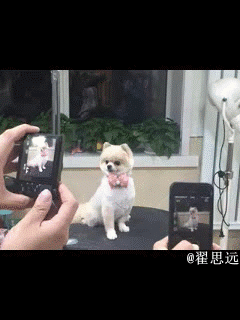 动物的自我修养动物gif搞笑图片