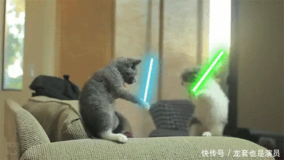 两只猫狭路相逢 接下来的一幕笑死人动物gif搞笑图片