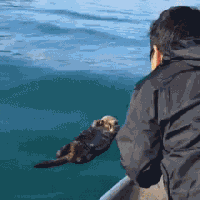 最讨厌那些打扰别人睡觉的古怪生物了动物gif搞笑图片