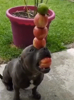 这应该是只假狗子吧，看起来一动也不动动物gif搞笑图片