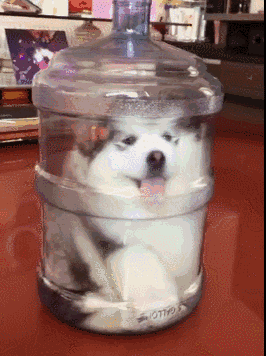 每生产一桶水，就有一只哈士奇被封印动物gif搞笑图片