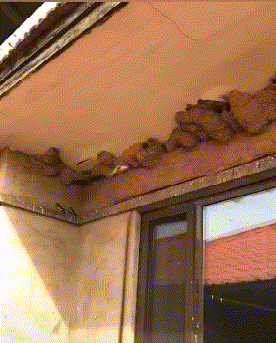 这人品得有多好，一排全是燕子窝动物gif搞笑图片