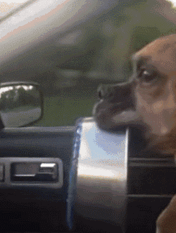 别着急啊，还有3公里就到家了，马上有吃的了！动物gif搞笑图片