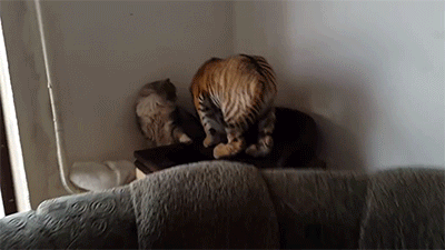 猫~害怕动物gif搞笑图片