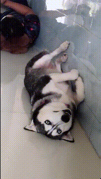 萌傻蠢的二哈，真怕哪天它的血统觉醒动物gif搞笑图片