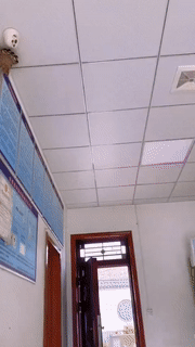 一个监控,还外加五个探头动物gif搞笑图片