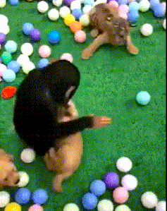 老虎：你可别惹我，我长大了，会记仇，猴子：明白动物gif搞笑图片