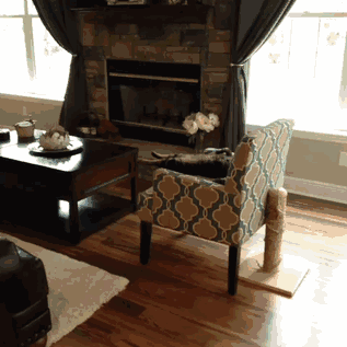 活捉一只葛优喵，感觉它身体被掏空了！动物gif搞笑图片