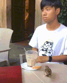 现在的麻雀都这么不怕人的吗动物gif搞笑图片