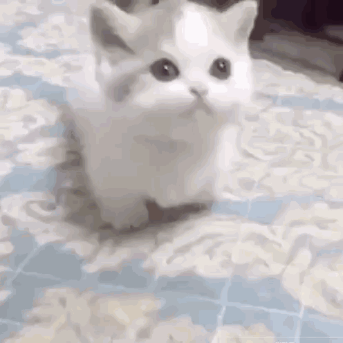 好可爱的小猫动物gif搞笑图片