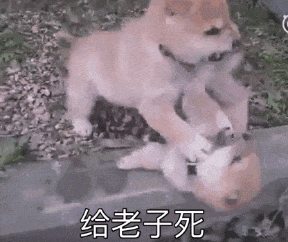 两个萌宠的掐架动物gif搞笑图片