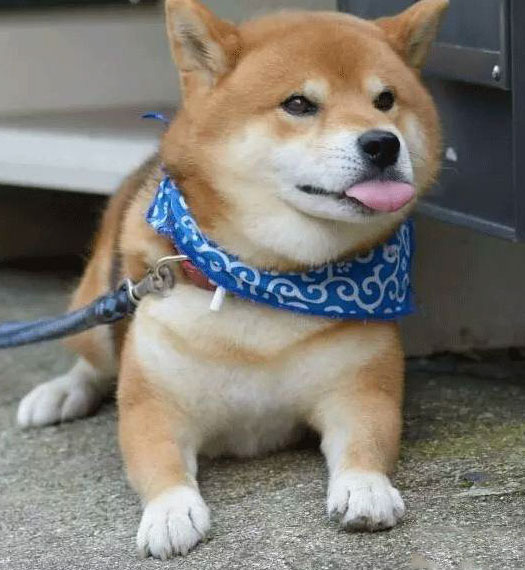 顽皮吐舌头的小柴犬动物gif搞笑图片