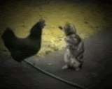 鸡和猫大战动物gif搞笑图片