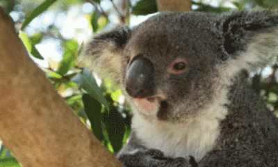 搞笑考拉表情包1动物gif搞笑图片