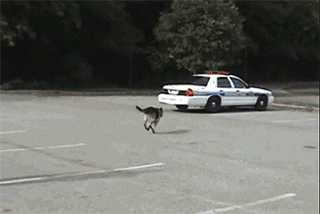 执行紧急任务抓紧走动物gif搞笑图片