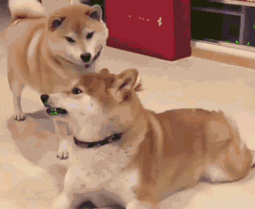 看着都疼动物gif搞笑图片