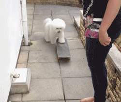 主人主人，看我滑的怎么样动物gif搞笑图片