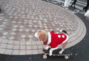 踩踩踩，大街小巷都能看到我的身影动物gif搞笑图片