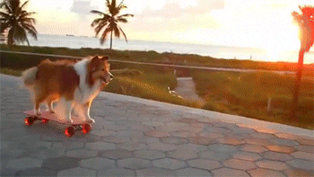 飞一般的感觉动物gif搞笑图片