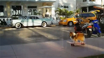 就是这么自信飞扬动物gif搞笑图片