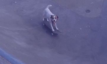 翻个面我们继续滑动物gif搞笑图片