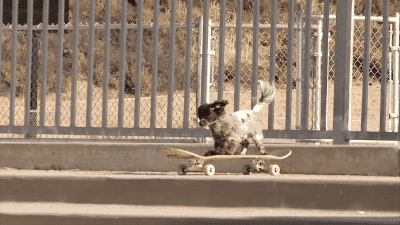 底盘低平衡力就是好动物gif搞笑图片