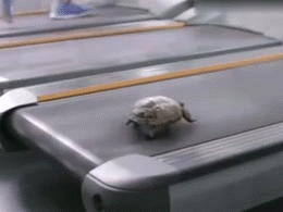 谁说乌龟跑得慢，只是没放对地方动物gif搞笑图片