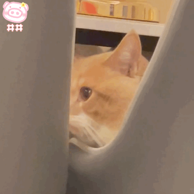 偷看动物gif搞笑图片