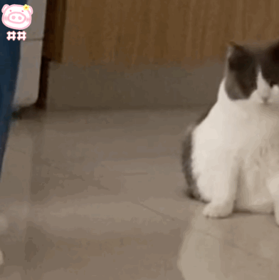 突然失去梦想动物gif搞笑图片