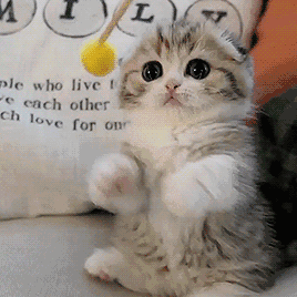 超萌可爱猫咪动物gif搞笑图片