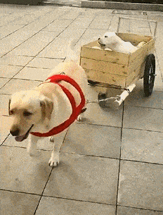 自从有了娃，日子过得一天不如一天了！动物gif搞笑图片