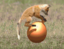 当袋鼠遇到弹力球动物gif搞笑图片