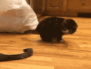 碰瓷啊这小猫动物gif搞笑图片